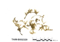 藏品(瓦氏毛扭苔)的圖片